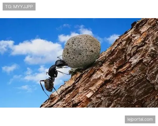 维蒂尼亚与贝林厄姆中场全能性差距的关键维度解析